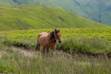 Yeşil dağlar ve mavi bulutlu gökyüzü