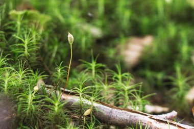 Dağ orman yeşil bitkiler