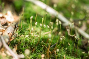 Dağ orman yeşil bitkiler