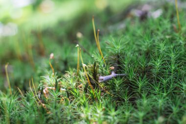 Dağ orman yeşil bitkiler