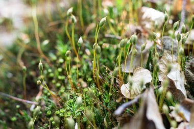Dağ orman yeşil bitkiler