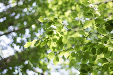 Dağ orman yeşil bitkiler