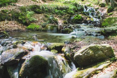 Nehir ve dağ ormandaki küçük şelale