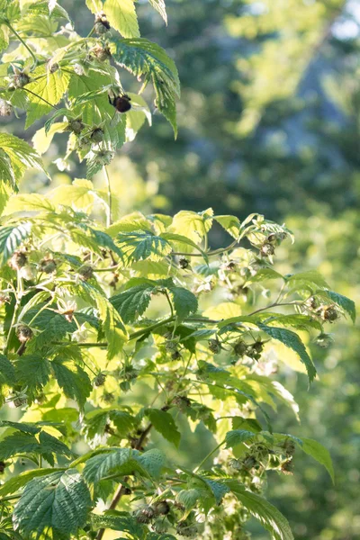 Plantas verdes en bosque de montaña — Foto de Stock