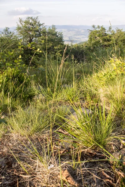 山林の緑の植物 — ストック写真