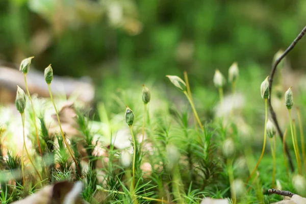 Plantas verdes na floresta de montanha — Fotografia de Stock