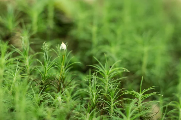 Grüne Pflanzen im Bergwald — Stockfoto