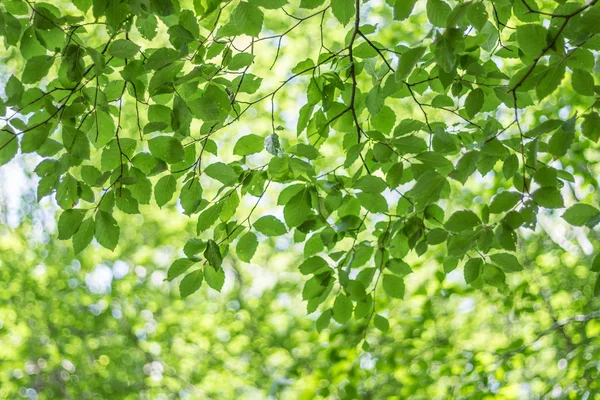 Gröna växter i fjällskog — Stockfoto