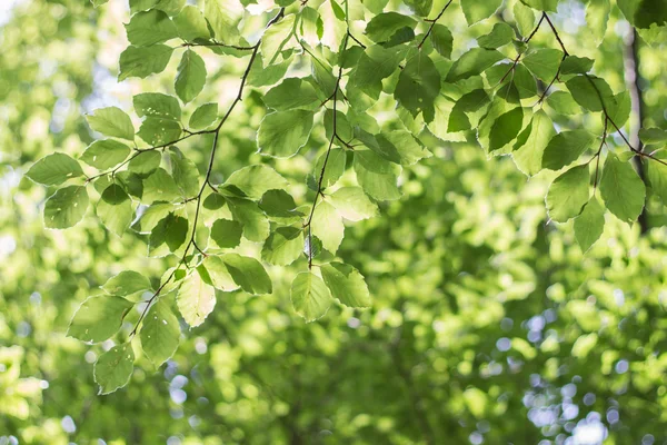 Plantas verdes en bosque de montaña — Foto de Stock