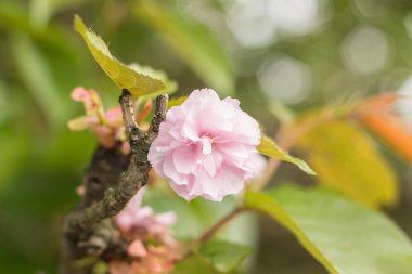 Renkli yaz çiçek bahçesinde