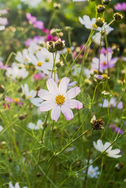 Färgade sommarblommor i trädgården — Stockfoto