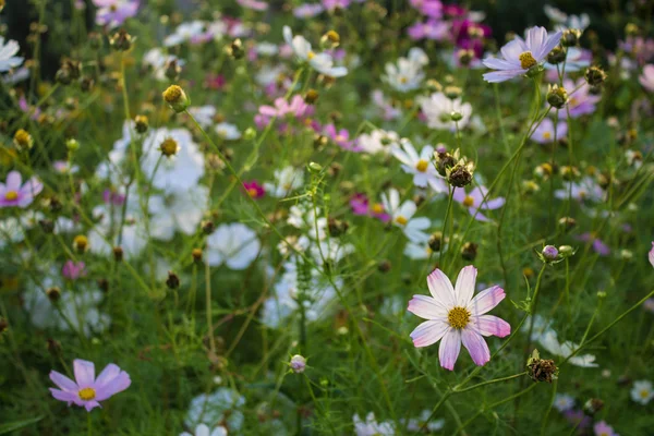 Farbige Sommerblumen im Garten — Stockfoto