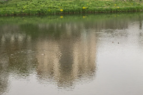 Caudal del río en la ciudad y hierba verde en las orillas —  Fotos de Stock