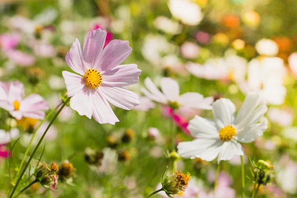 Flores de verano de colores en el jardín — Foto de Stock