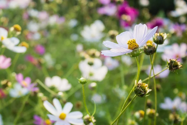 Gekleurde zomerbloemen in tuin — Stockfoto