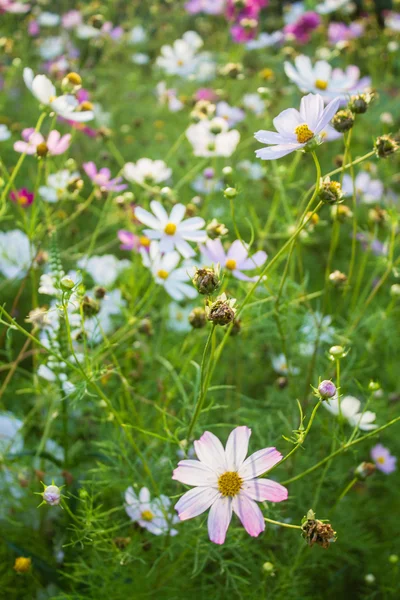 Farbige Sommerblumen im Garten — Stockfoto