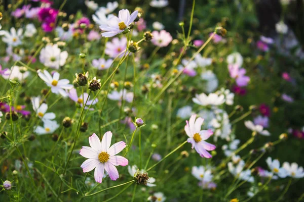 Gekleurde zomerbloemen in tuin — Stockfoto