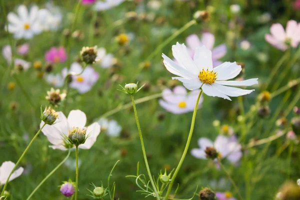 Färgade sommarblommor i trädgården — Stockfoto