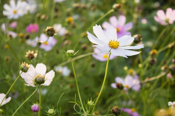 Colored summer flowers in garden — Stock Photo, Image