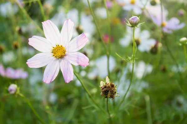 Färgade sommarblommor i trädgården — Stockfoto