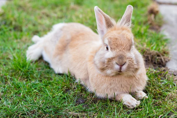 Small brown bunny on green grass in summer garden — Stock Photo, Image