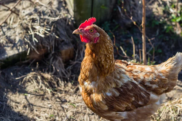 Kahverengi tavuk tavuk — Stok fotoğraf