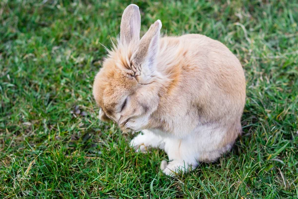 Small brown bunny on green grass in summer garden — Stock Photo, Image