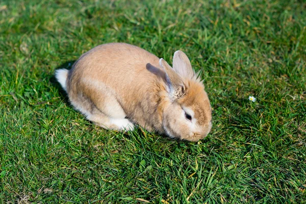 Small brown bunny on green grass in summer garden — Stock Photo, Image