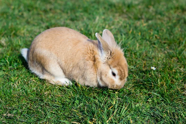 Petit lapin brun sur herbe verte dans le jardin d'été — Photo