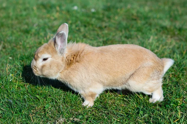 Malý hnědý králíček na zelené trávě v letní zahradě — Stock fotografie