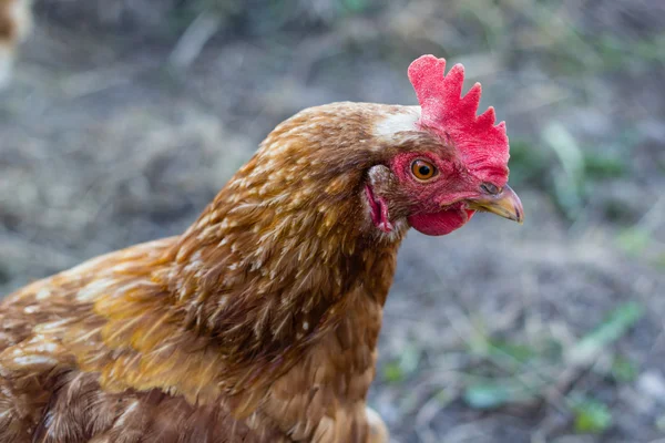 Brun kyckling höna — Stockfoto