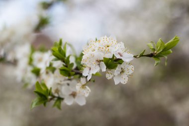 Beyaz çiçek ve yaprak yeşil ağaç bahar