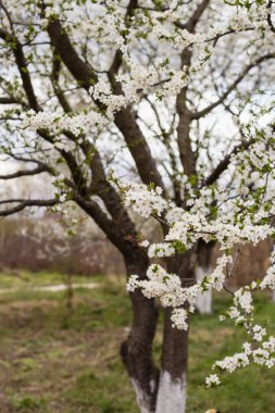 Beyaz çiçek ve yaprak yeşil ağaç bahar