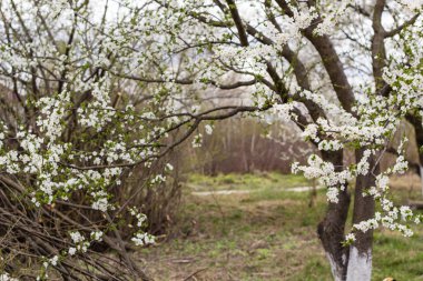 Beyaz çiçek ve yaprak yeşil ağaç bahar