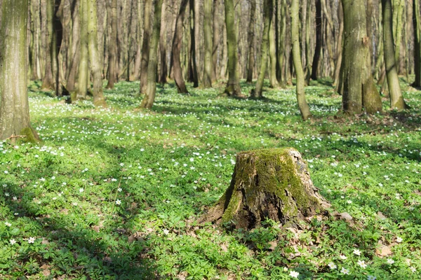 Sendero en verde bosque de primavera — Foto de Stock