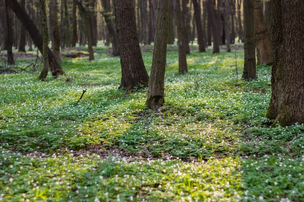 Feldweg im grünen Frühlingswald — Stockfoto