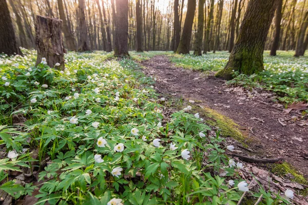 Feldweg im grünen Frühlingswald — Stockfoto