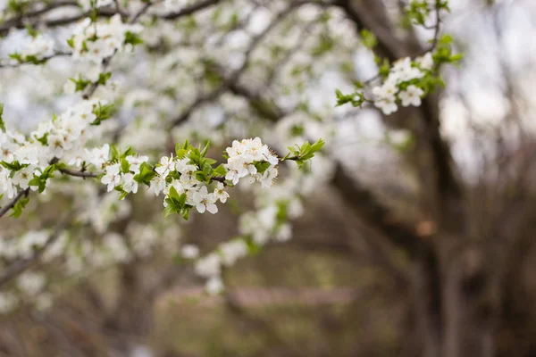 Árvore de primavera com flores brancas e folha verde — Fotografia de Stock