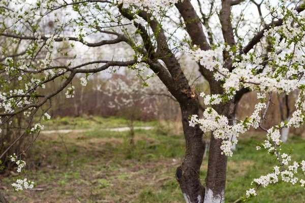 Våren träd med vita blommor och gröna blad — Stockfoto