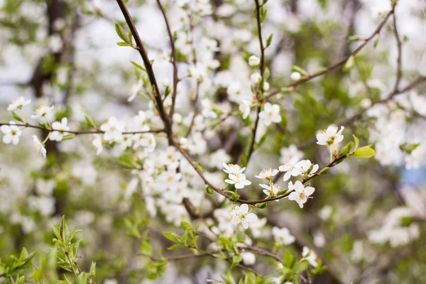 Spring tree with white flowers and green leaf — Stock Photo, Image