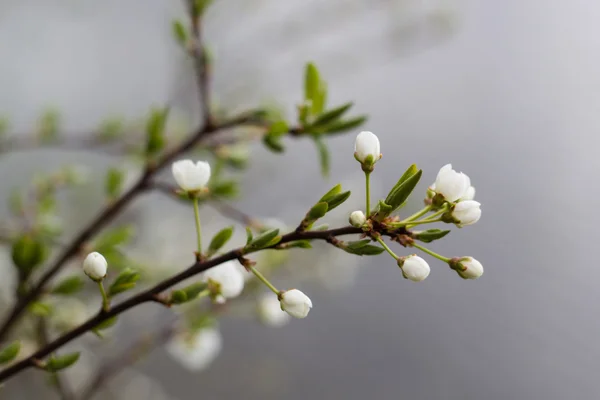 Spring tree with white flowers and green leaf — Stock Photo, Image