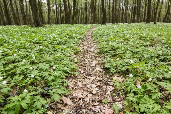 Sentiero nel verde bosco primaverile — Foto Stock