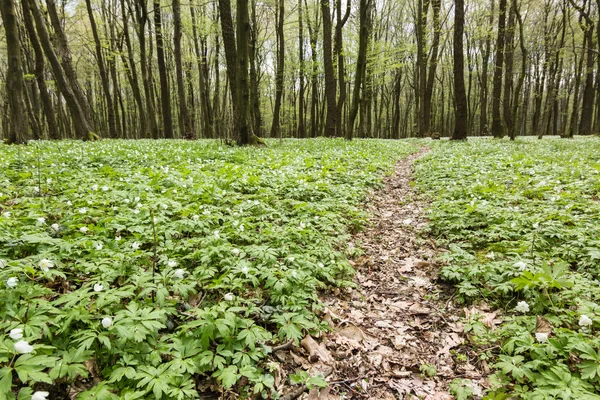 Caminho de pista na floresta de primavera verde — Fotografia de Stock