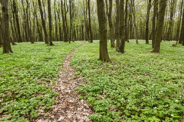 Sendero en verde bosque de primavera — Foto de Stock