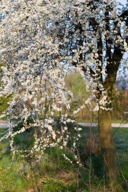 Beyaz çiçek ve yaprak yeşil ağaç bahar