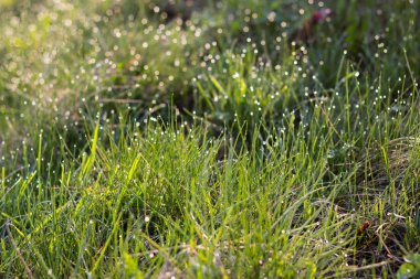 Güneş ışığı ve parlak çiğ yeşil çimenlerin üzerinde