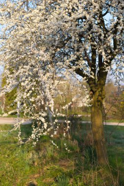 Beyaz çiçek ve yaprak yeşil ağaç bahar