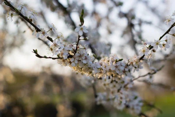 Весеннее дерево с белыми цветами и зеленым листом — стоковое фото