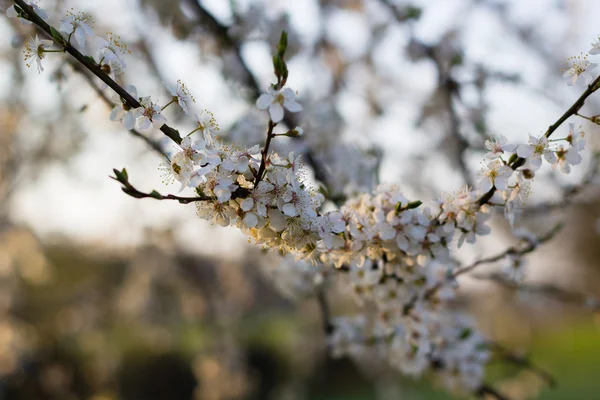 Spring tree with white flowers and green leaf — Stock Photo, Image