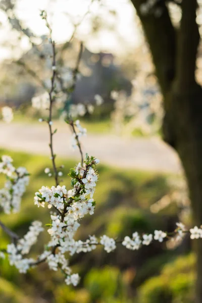 Beyaz çiçek ve yaprak yeşil ağaç bahar — Stok fotoğraf